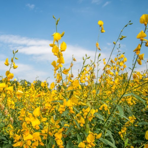 Sunhemp