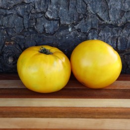 Sunshine Yellow Tomato