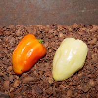 Amy Sweet Hungarian Wax Pepper
