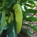 Sweet Banana Pepper