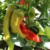 Sweet Banana Pepper