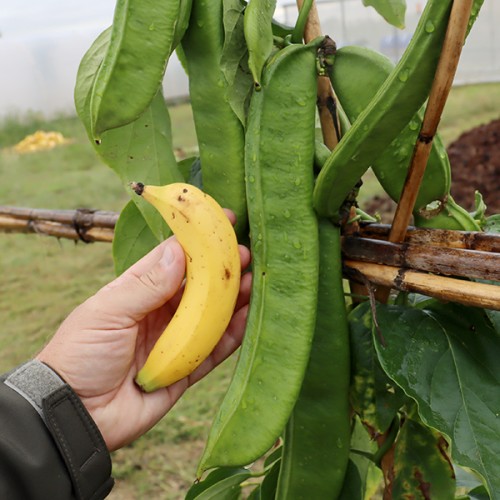 Sword Bean