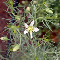 Syrian Rue