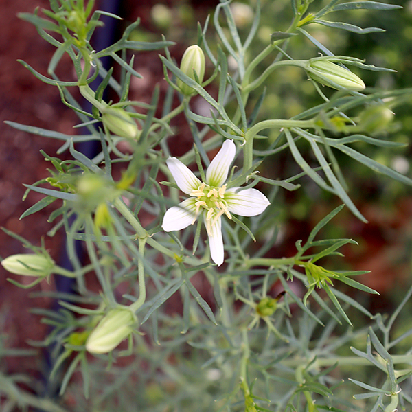 Syrian Rue