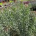 Syrian Rue