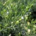 Syrian Rue