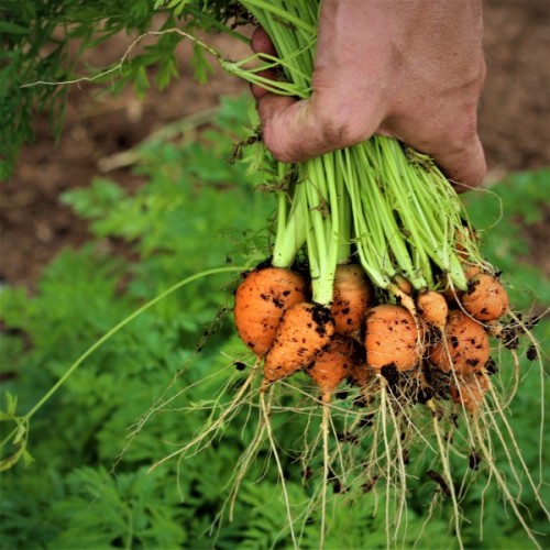 Thumbelina Carrot