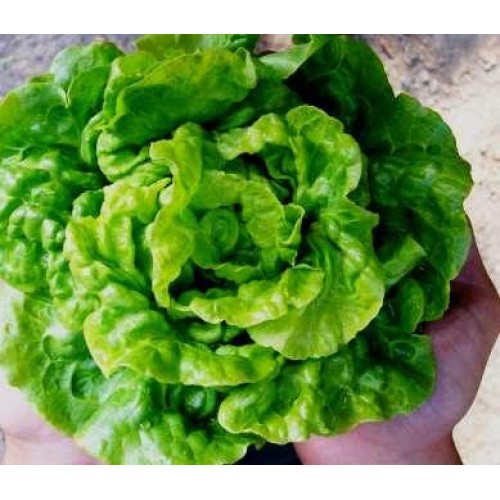 Tom Thumb Lettuce