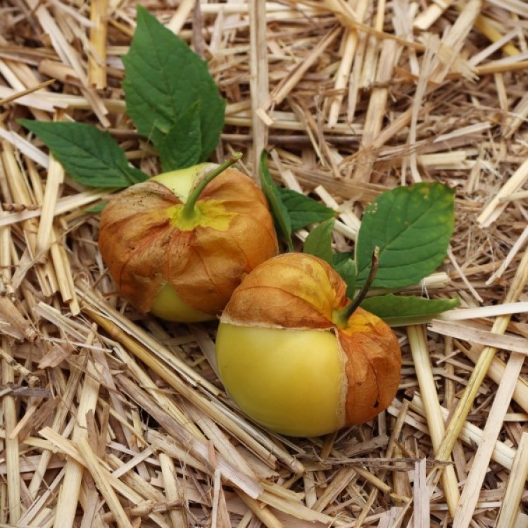 Tomatillo Verde