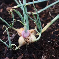 Top Set Pickler Top Set Pickler