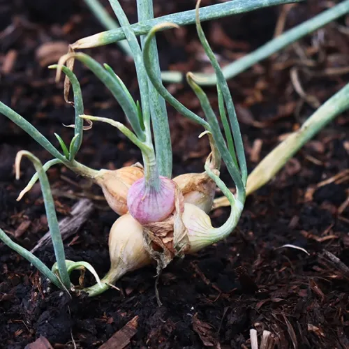 Top Set Pickler Top Set Pickler