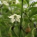 Trinidad Bush Chilli