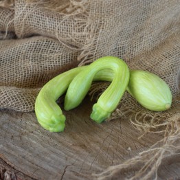 Tromboncino Albenga Squash