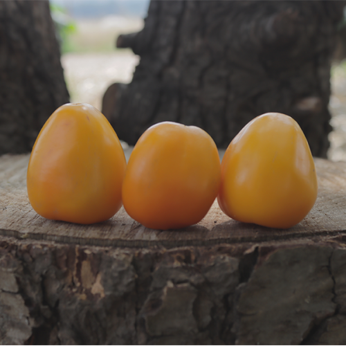 Rocoto Tropical Orange