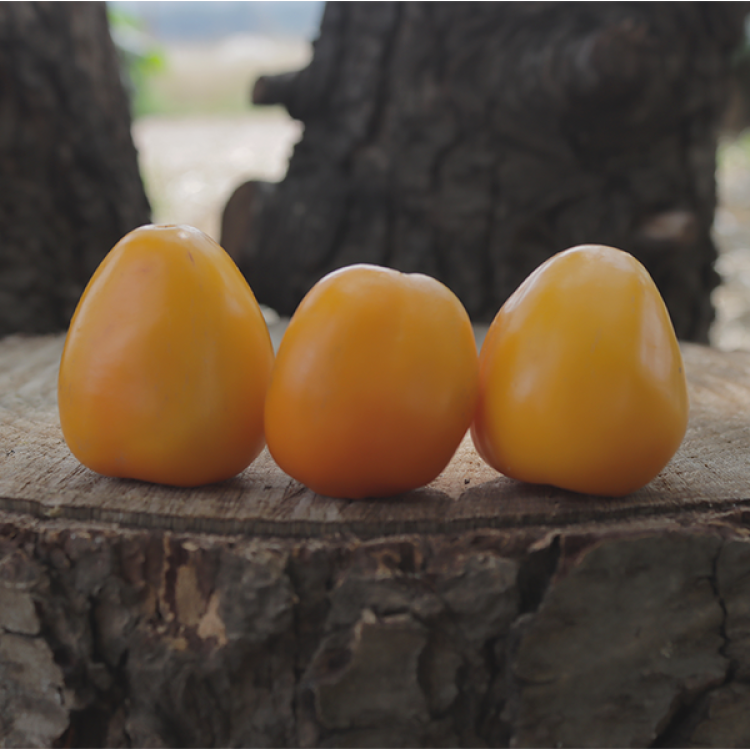 Rocoto Tropical Orange