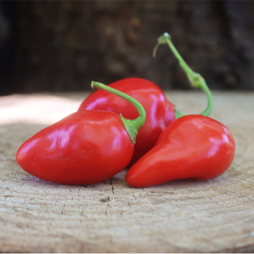 Rocoto Tropical Red