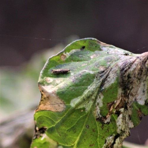 Tomato Leaf Miner (Tuta) : Trap System 