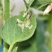 Tomato Leaf Miner (Tuta) : Trap System 