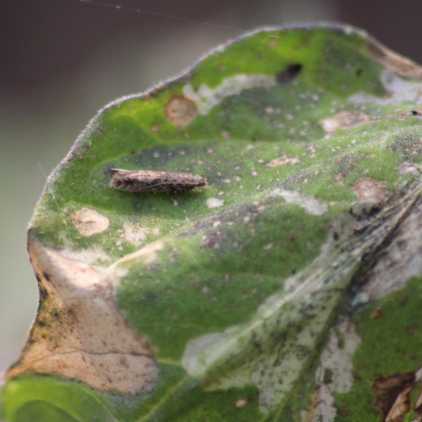 Tomato Leafminer