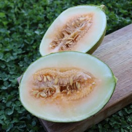 Valencia Early Rochet Melon