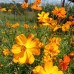 Cosmos Veldfire 