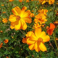 Cosmos Veldfire 