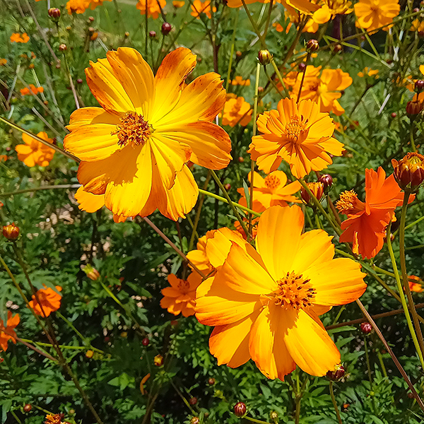 Cosmos Veldfire 