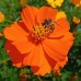Cosmos Veldfire 