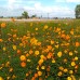 Cosmos Veldfire 