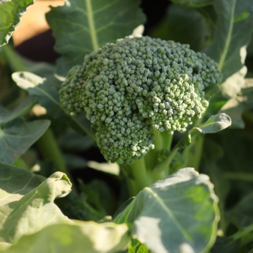 Waltham Broccoli