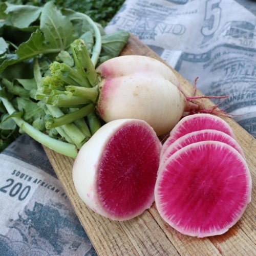 Watermelon Radish