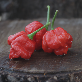 Scotch Bonnet West African 