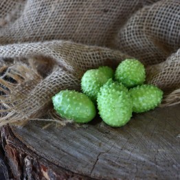 West Indian Burr Gherkin