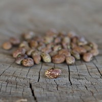 Whippoorwill Cowpea