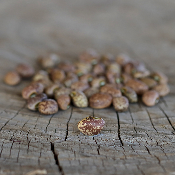 Whippoorwill Cowpea