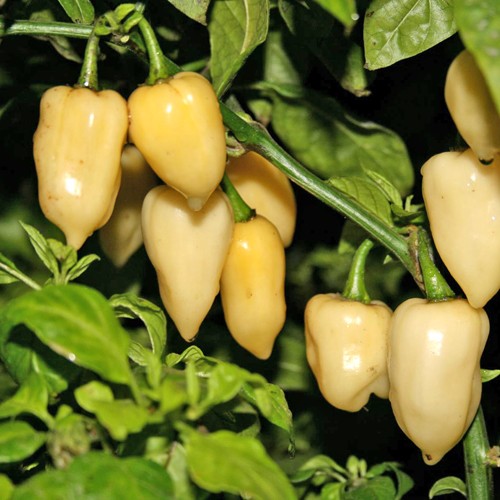 Fatalii White