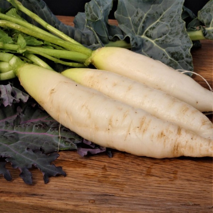 White Icicle Radish