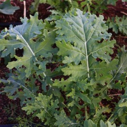 White Russian Kale