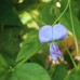 Winged Bean