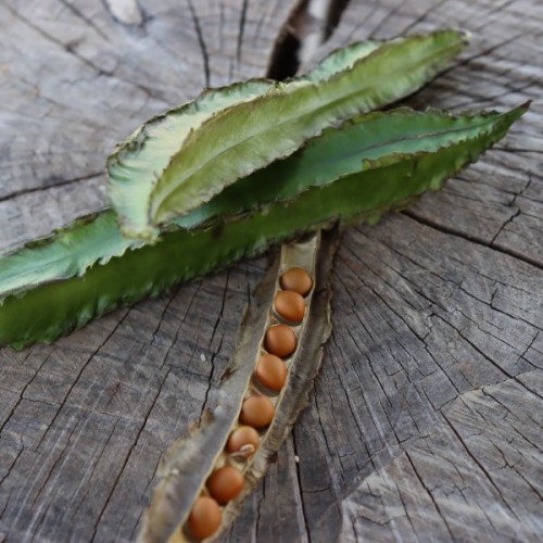 Winged Bean