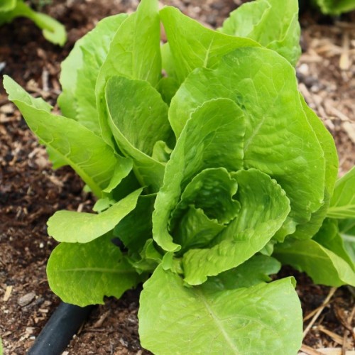 Winter Density Lettuce