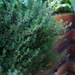Thyme Winter
