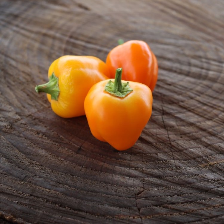 Mini Yellow Belle Pepper