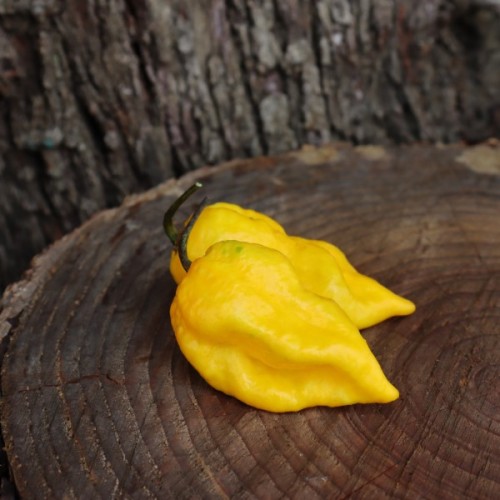 Naga Brain Yellow 