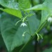 Naga Brain Yellow