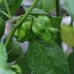 Naga Brain Yellow
