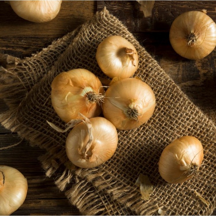 Yellow Round Chioggia