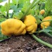 Yellow Scallop Squash