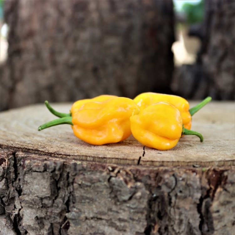 Trinidad Scorpion Yellow