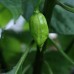 Trinidad Scorpion Yellow